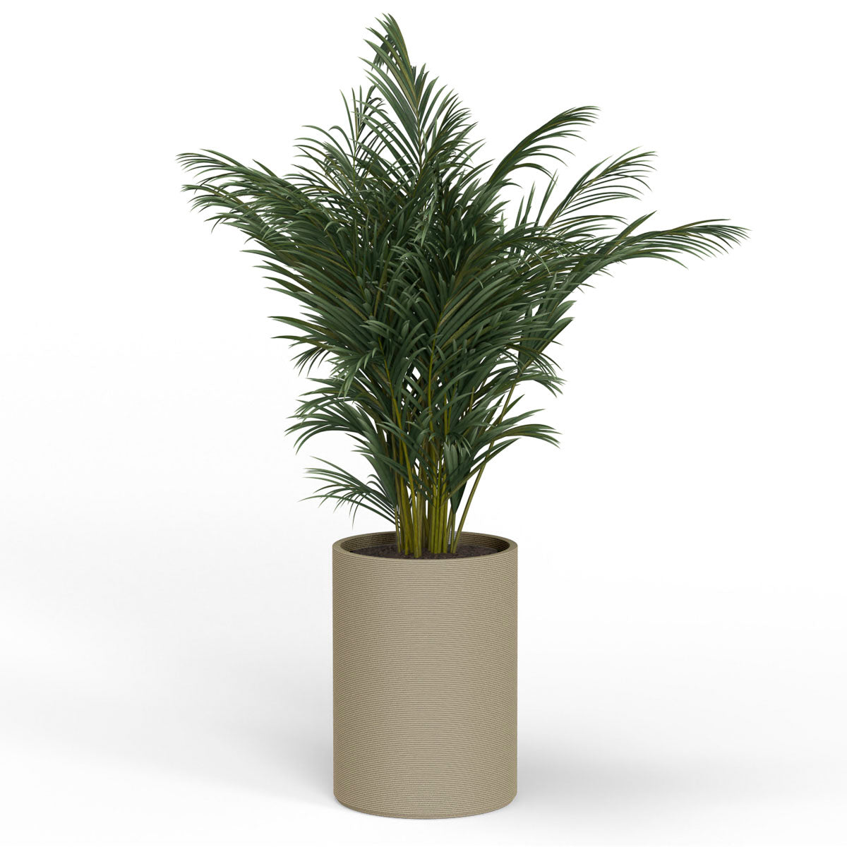 A Planted Solana XL Round Planter in  Desert Dawn, featuring a sleek vertical ribbed texture and cylindrical silhouette made from 3D-printed GFRC concrete.