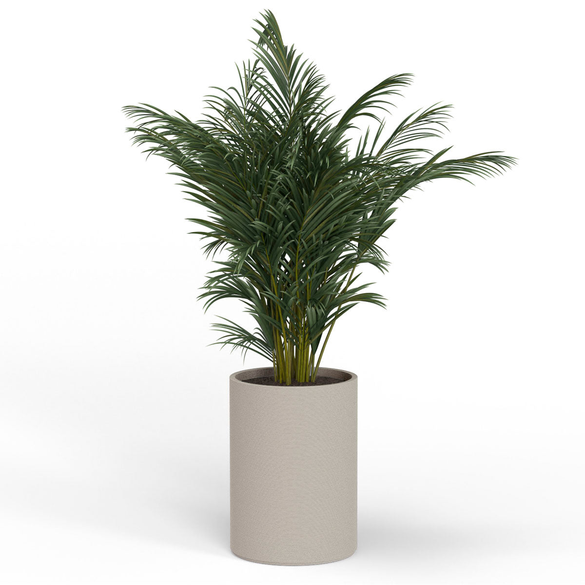 A Planted Solana XL Round Planter in Limestone Veil, featuring a sleek vertical ribbed texture and cylindrical silhouette made from 3D-printed GFRC concrete.